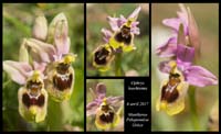 Ophrys-leochroma